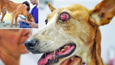 Photo of Battered Hunting Dog Gave Up On Life After Owner Deemed Her ‘Useless’ & Dumped Her