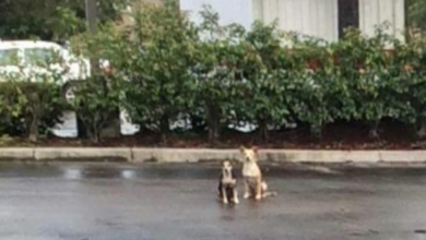 Photo of Dogs Spend Weeks In Parking Lot, Refusing To Move From Spot They Were Abandoned