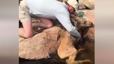 Photo of Boaters Hurry To Reunite Trapped Baby Moose With Its Mother.