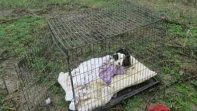 Photo of Starving, Cold Puppy Covered In Bite Marks Found Dumped In A Cage In The Middle Of A Field