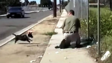 Photo of Stray Mama Dog Freaks Out When She Sees A Man Trapping Her Only Puppy In A Net
