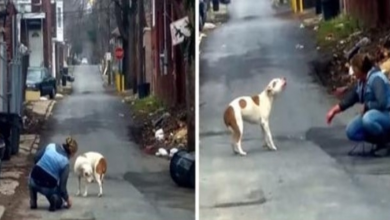 Photo of Stray Pit Bull Wandering The Streets, Curls Into Rescuer’s Lap When Being Approached!