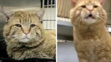 Photo of A Large Cat Shows Up To The Shelter And Starts Talking
