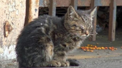 Photo of Blind Kitten Sits In Parking Lot Every Day, Waiting For Someone To Guide Her