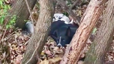 Photo of Weak Dog Concealed In Woods Can’t Lift Head Up, Hid Something Unexpected