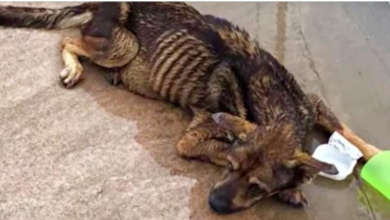 Photo of Unwanted Blind Dog Left In Lot During Storm Tried To Raise Her Head As Cars Pass