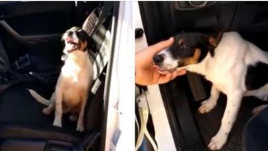 Photo of Dog Who Was Dropped On Highway Hops On Police Car And “Begs” Cops To Be Adopted
