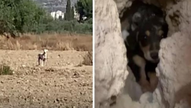 Photo of Mama Watched From A Distance As They Tried Taking The Puppies She Buried