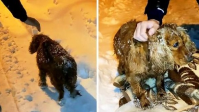 Photo of Dog Left To Die Outside In The Snow Walks Down The Road With His Last Strength