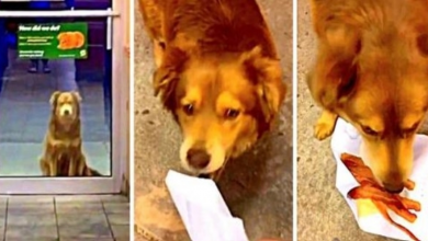 Photo of Lonely Dog Stuck In The Middle Of Nowhere Visits Local Subway Everyday For Food