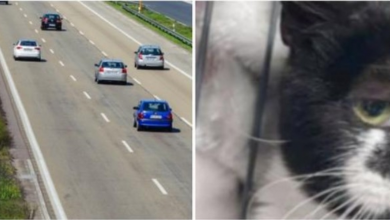 Photo of Cat With Peculiar Appearance Meows For His Life After Car Hits Him & Drives Away