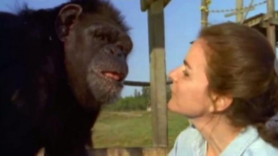 Photo of Woman Wonders If The Chimp She Cared For Still Remembers Her 18 Years Later