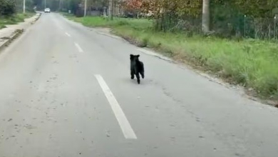 Photo of Dog Desperately Fled & They Drove Faster To Run Him Off The Road