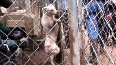 Photo of Puppy Mill Dog Flinched At Every Human Touch, So They Put Her Into Therapy