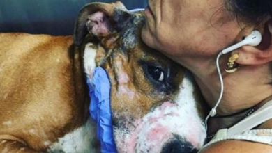 Photo of Shelter Dog Covered In Tiny Scars Gets His First Real Hug