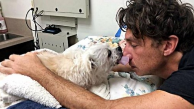 Photo of Zach Braff Says Final Goodbye To His Rescue Dog After 17 Years Together