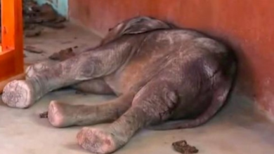 Photo of Elephant Calf Found On A Classroom Floor After Being Abused By Stones & Spears