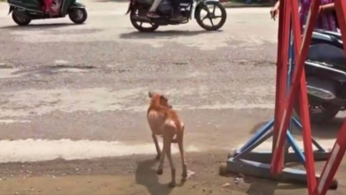 Photo of Wasting-Away Dog Heads For Road Rejecting Help, They Shout As Cars Come Close