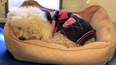 Photo of Dog Dumped For A Second Time Clings To His Old Bed And Refuses To Lift His Head