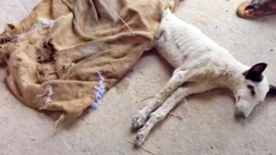 Photo of Man Noticed Dog That Starved To Death, Covered Him And His Head Popped Up