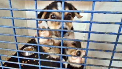 Photo of She Pawed At People From Behind Bars, Desperate For Someone To Set Her Free