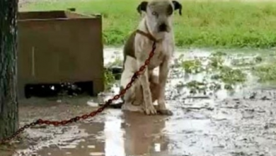 Photo of Chained Dog That’s Slighted By Owner & Couldn’t Lie Down, Only Wants 1 Thing