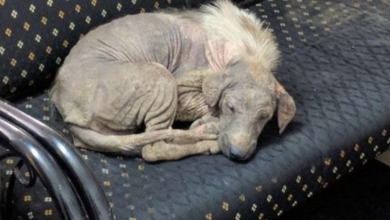 Photo of Sick Street Dog Walks Into Shelter And Finds Cozy Place To Sleep