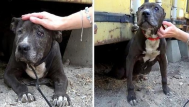 Photo of Deserted Dog Rotting Away For 9 Years Sees A Glimmer Of Hope In Her Final Days