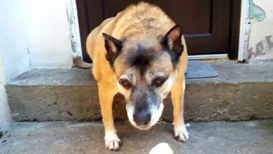 Photo of Sad Older Dog Doesn’t Know Why Humans Dumped Him When He Still Has Love To Give
