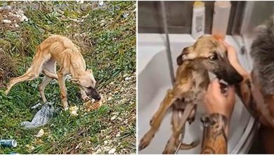 Photo of Man Rescues Scared Dog And Makes Him Believe In Love Again
