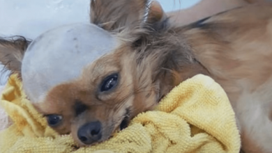 Photo of Shattered Dog Struck In Head Wants To Live Despite His Body Shutting Down