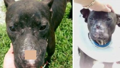 Photo of This Dog Knew Nothing But Cruelty Until Caring Humans Gave Him A Second Chance