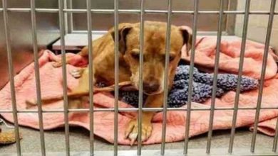 Photo of Sad Dog Was Abandoned By Her Family Who Promised To Pick Her Up