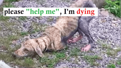 Photo of Exhausted & Diseased Dog Tried To Rest, Fought To Stand Back Up But Couldn’t