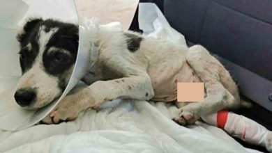 Photo of Someone Cut Off His Ears & Dumped Him, Then He Was Hit By A Car & Left To Suffer
