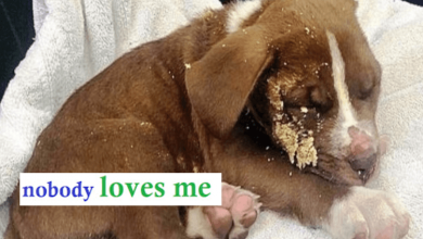 Photo of Owners Thrash Puppy & Dump Him In The Bushes, Maggots Found Eating Him Alive