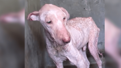 Photo of Unloved & Sad Dog Was So Tired Of Painful Life That He Refused To Lift his Head