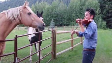Photo of Man Playing Violin Is Joined By 2 Horses Who “Dance” To His Musical Serenade