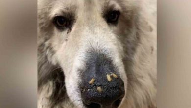 Photo of Dog Just Days From Dying Discovered With Maggots Crawling In Snout