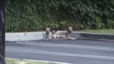 Photo of 3 Dogs Were Dumped In a Parking And Left to Starve, Then One Phone Call Changed Everything