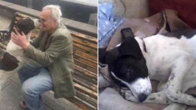 Photo of When A Street Dog’s Owner Finally Finds Him He Cries With Joy