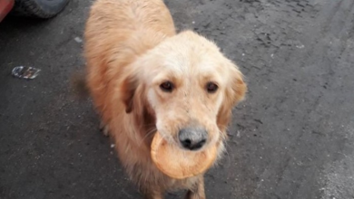 Photo of Stray Dog Seen Wandering The Streets Carrying A Tiny Piece Of Bread To Keep From Starving