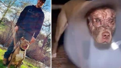 Photo of Man Sees Huge Bear Dragging His Pit Bull By The Head & Tackles Bear To Save Him
