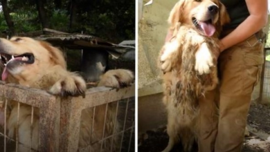 Photo of Five Years Of This Golden Retriever’s Life Were Wasted In A Tiny Muddy Pen