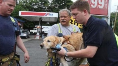 Photo of Service Dog Throws Himself In Front Of School Bus To Protect His Blind Owner