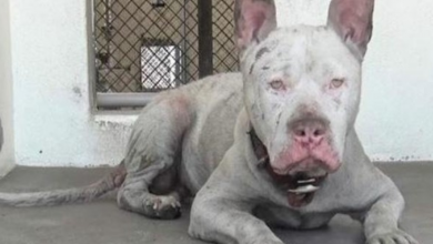 Photo of Deaf Dog Had Been Lying On Concrete For So Long, His Coat Was Worn Down To His Skin