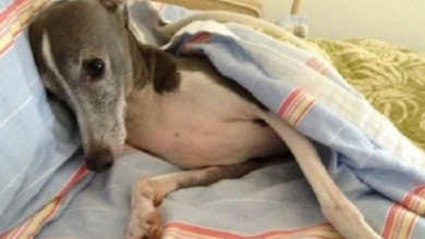 Photo of Timid Adopted Dog With Sad Past Goes On Special Trip To Heal His Spirit