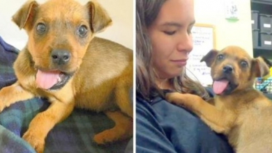 Photo of They Broke His Jaw And Threw Him Out Of A Moving Car, But He Still Gives Kisses