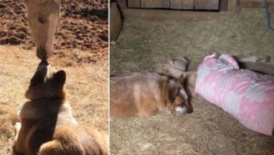 Photo of He Lost His Mom At 9 Days Old, Finds A Rescue Dog Who Won’t Let Him Sleep Alone