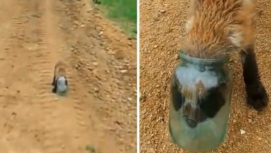 Photo of Baby Fox Gets His Head Stuck In A Jar & Suffocates, Approaches Human For Help